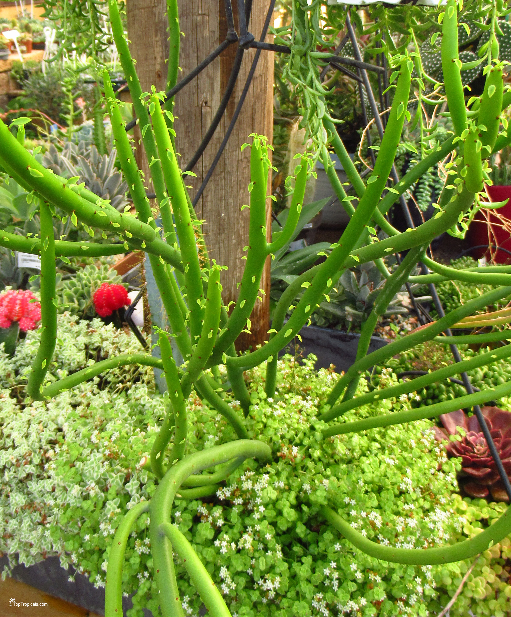 Euphorbia alluaudii with long green succulent stems growing near small white flowers in a container. Euphorbia alluaudii green plant with slender stems and tiny oval leaves in a container.