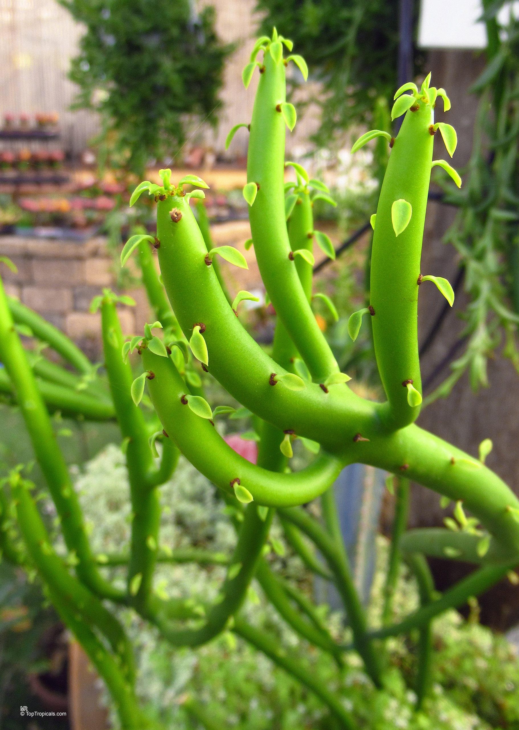 Euphorbia alluaudii with bright green cylindrical stems covered in small lime leaves along the sides Euphorbia alluaudii green plant with slender succulent stems and tiny leaves in a close up