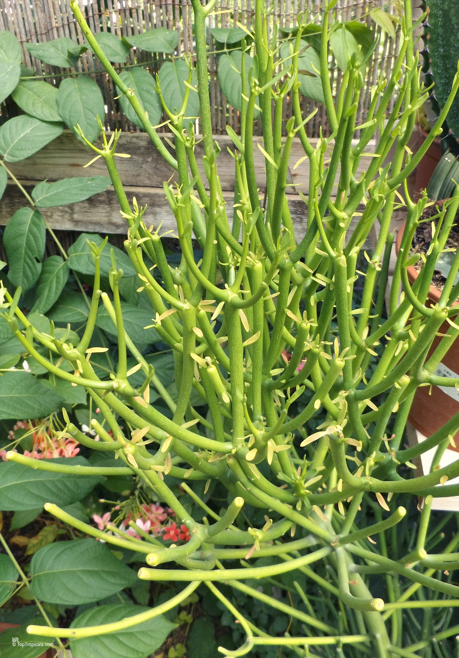 Euphorbia alluaudii with thin green pencil stems and tiny yellow leaves on many branching stems Euphorbia alluaudii green pencil plant with thin stems and tiny yellow leaves on branches