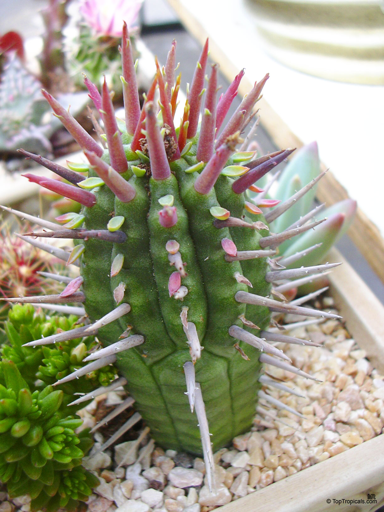 Euphorbia sp., Milkweed, Spurge. Euphorbia ferox Euphorbia sp., Milkweed, Spurge. Euphorbia ferox