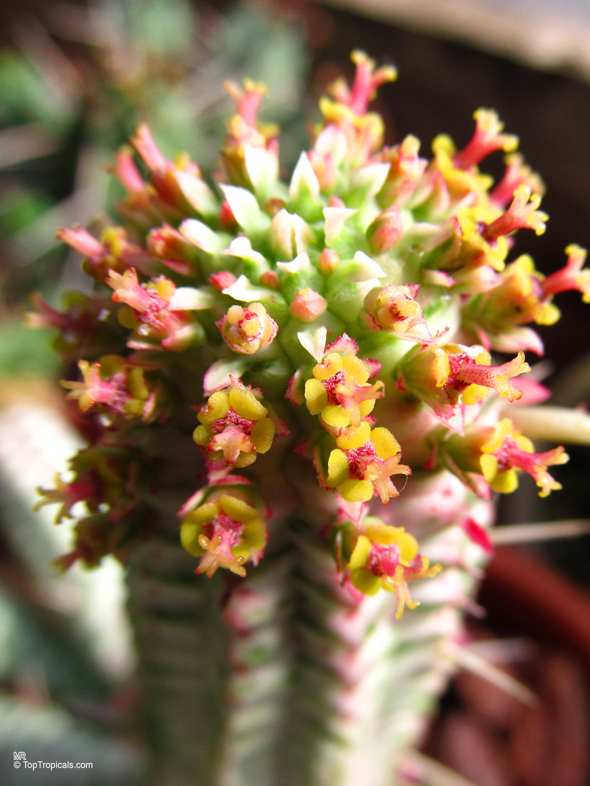 Euphorbia sp., Milkweed, Spurge. Euphorbia mammillaris var. variegata Euphorbia sp., Milkweed, Spurge. Euphorbia mammillaris var. variegata