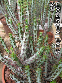 Euphorbia aeruginosa, Miniature Saguaro

Click to see full-size image