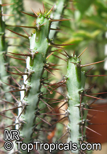 Euphorbia aeruginosa, Miniature Saguaro