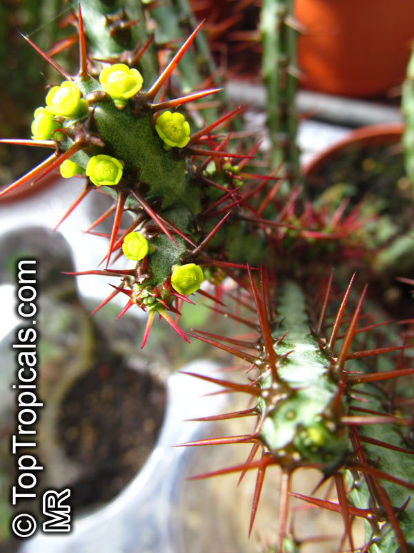 Euphorbia aeruginosa, Miniature Saguaro
