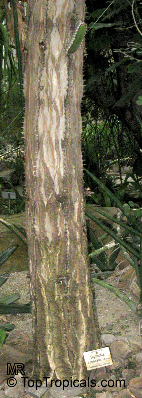 Euphorbia confinalis, Confinalis, Lebombo Euphorbia, Lebombo Milktree