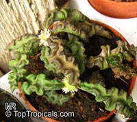 Euphorbia decaryi, Euphorbia

Click to see full-size image