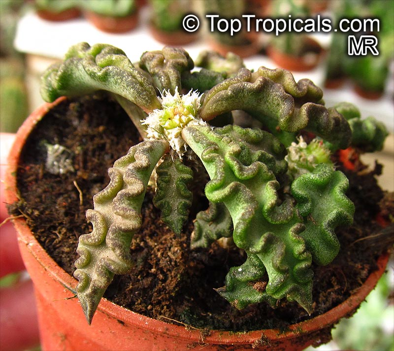 Euphorbia decaryi, Euphorbia
