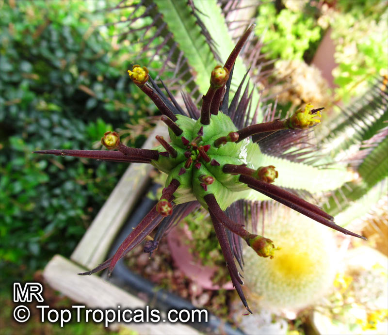 Euphorbia enopla, Pincushion Euphorbia 