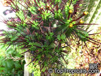 Euphorbia enopla, Pincushion Euphorbia 

Click to see full-size image