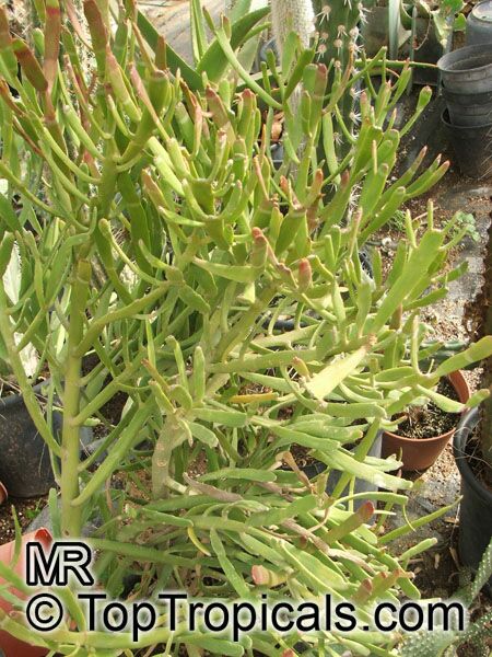 Euphorbia enterophora, Euphorbia xylophylloides, Milk-bush