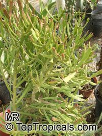 Euphorbia enterophora, Euphorbia xylophylloides, Milk-bush

Click to see full-size image