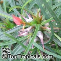 Euphorbia gottlebei, Euphorbia

Click to see full-size image