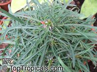 Euphorbia gottlebei, Euphorbia

Click to see full-size image
