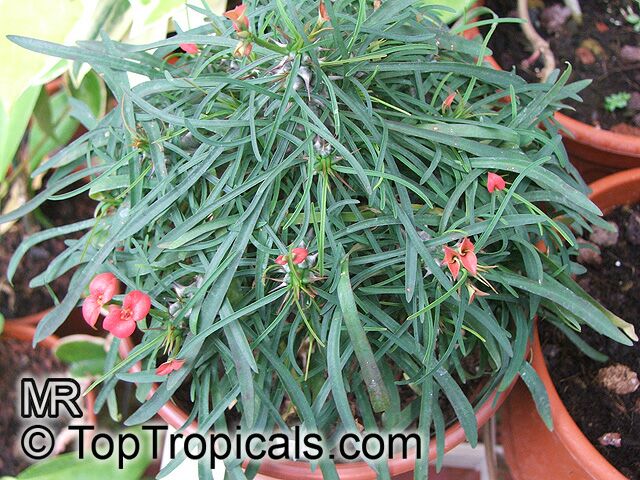 Euphorbia gottlebei, Euphorbia