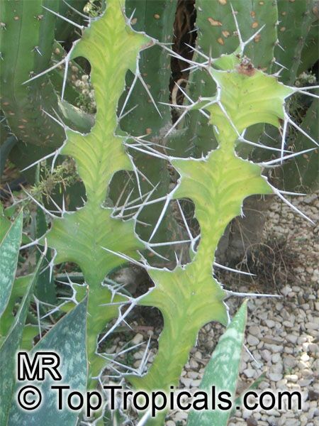 Euphorbia grandicornis, Cow's Horn
