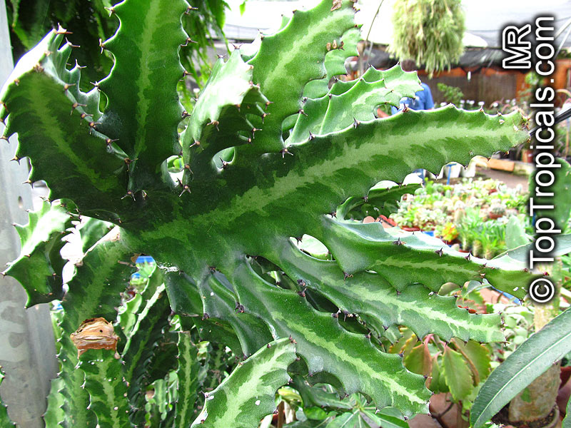 Euphorbia lactea, Candelabra Plant, Elkhorn