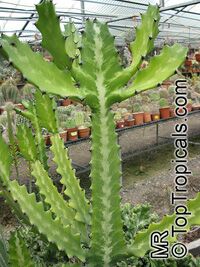 Euphorbia lactea, Candelabra Plant, Elkhorn

Click to see full-size image