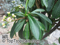 Euphorbia lophogona, Randramboay

Click to see full-size image