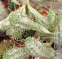 Euphorbia sp., Milkweed, Spurge

Click to see full-size image