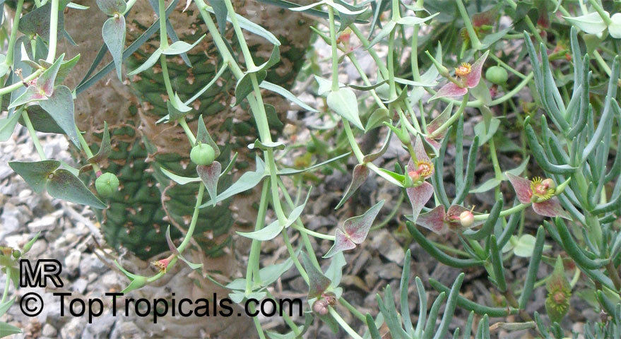 Euphorbia monteiroi, Brandberg Euphorbia