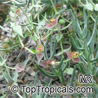 Euphorbia monteiroi, Brandberg Euphorbia

Click to see full-size image
