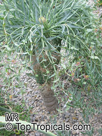 Euphorbia monteiroi, Brandberg Euphorbia

Click to see full-size image