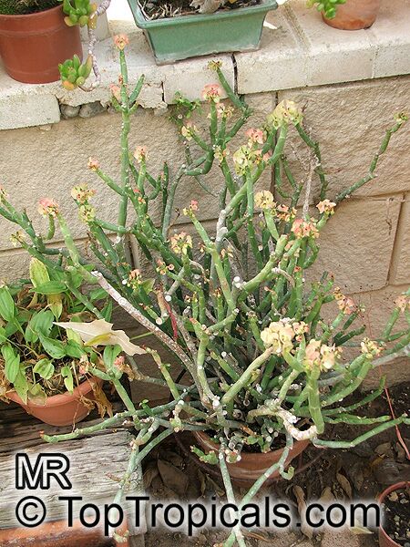 Euphorbia pteroneura, Euphorbia