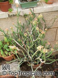 Euphorbia pteroneura, Euphorbia

Click to see full-size image