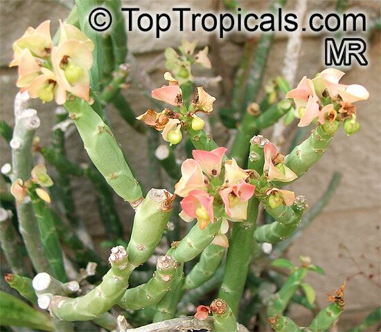 Euphorbia pteroneura, Euphorbia