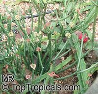 Euphorbia pteroneura, Euphorbia

Click to see full-size image