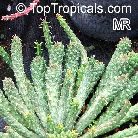 Euphorbia pugniformis, Medusa Head