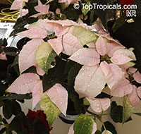 Euphorbia pulcherrima, Ponsettia, Poinsettia, Christmas Plant, Poincettia

Click to see full-size image