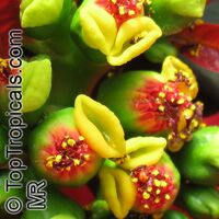 Euphorbia pulcherrima, Ponsettia, Poinsettia, Christmas Plant, Poincettia

Click to see full-size image