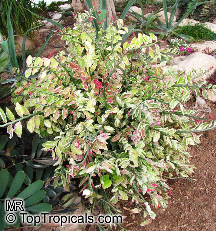 Euphorbia tithymaloides, Pedilanthus tithymaloides, Devil's backbone, Zigzag plant, Jacob's ladder