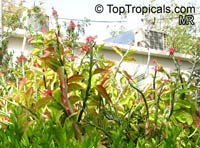 Euphorbia tithymaloides, Pedilanthus tithymaloides, Devil's backbone, Zigzag plant, Jacob's ladder

Click to see full-size image