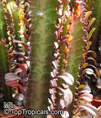 Euphorbia trigona, African Milk Tree 

Click to see full-size image