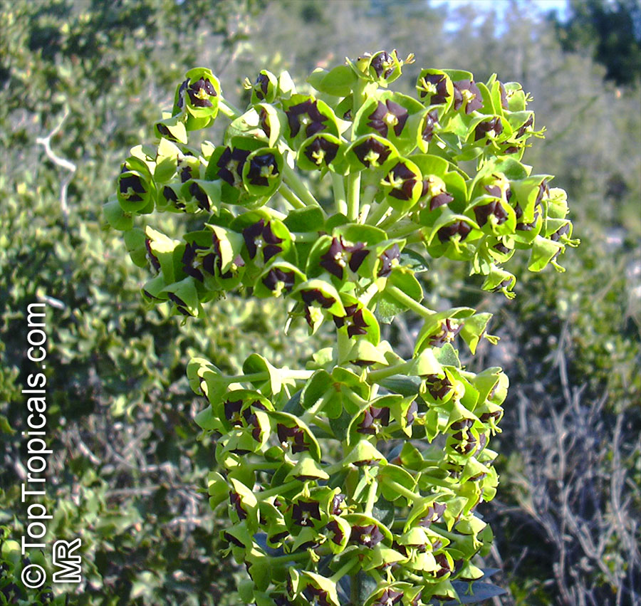 Euphorbia characias, Bush Spurge