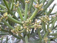 Euphorbia tirucalli, Pencil Bush, Milk-bush, Pencil Tree, Fire Fingers

Click to see full-size image