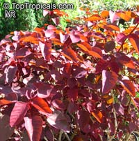 Euphorbia cotinifolia, Red spurge, Mexican shrubby Spurge, Caribbean Copper Plant