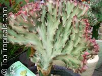 Euphorbia lactea, Candelabra Plant, Elkhorn

Click to see full-size image