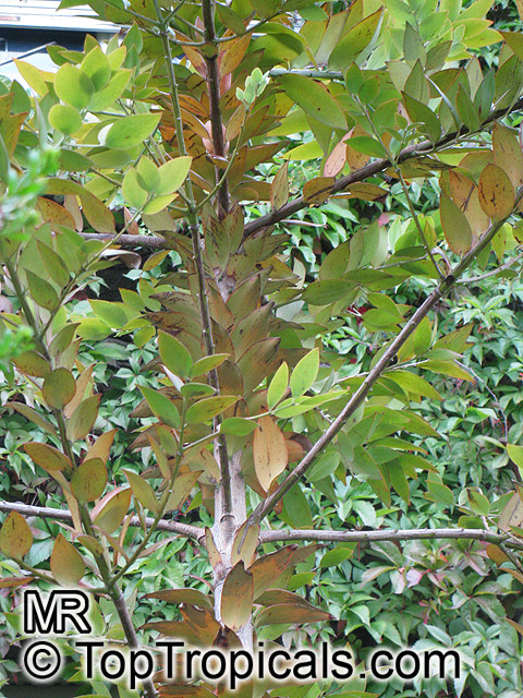 Agathis robusta, Queensland Kauri, Smooth-barked Kauri