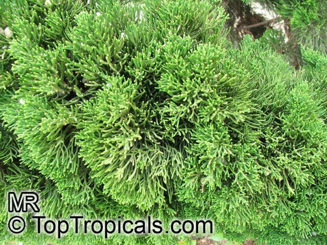 Juniperus chinensis , Chinese juniper