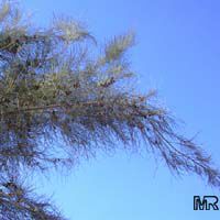 Casuarina equisetifolia, Casuarina muricata, Australian Pine, Ironwood, Horsetail, Iron Wood

Click to see full-size image