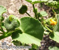 Abutilon hirtum, Sida hirta, Florida Key Indian Mallow

Click to see full-size image