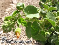 Abutilon hirtum, Sida hirta, Florida Key Indian Mallow

Click to see full-size image