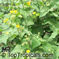 Abutilon indicum, Sida indica, Indian mallow

Click to see full-size image