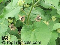 Abutilon indicum, Sida indica, Indian mallow

Click to see full-size image
