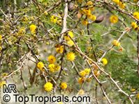 Vachellia farnesiana, Acacia farnesiana, Mimosa farnesiana, Yellow Mimosa, Sweet Wattle

Click to see full-size image