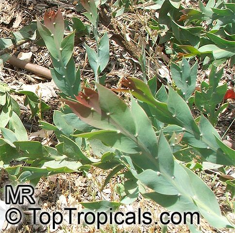 Acacia glaucoptera, Clay Wattle, Queen Wattle