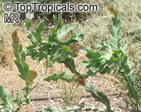 Acacia glaucoptera, Clay Wattle, Queen Wattle

Click to see full-size image